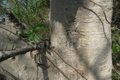 Ficus mollis
